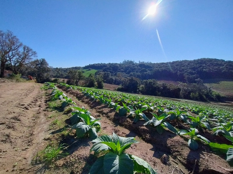 Sítio com Estrutura para produção de Tabaco!: 2ª foto da galeria de imagens do imóvel