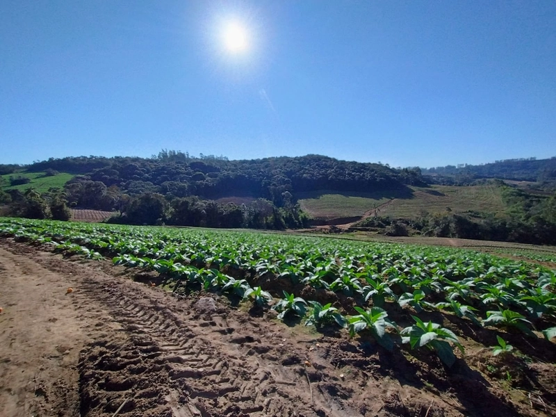 Sítio com Estrutura para produção de Tabaco!: 1ª foto da galeria de imagens do imóvel