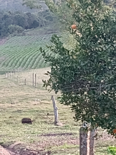 Chácara 05ha, a 20km de Camaquã.: 5ª foto da galeria de imagens do imóvel