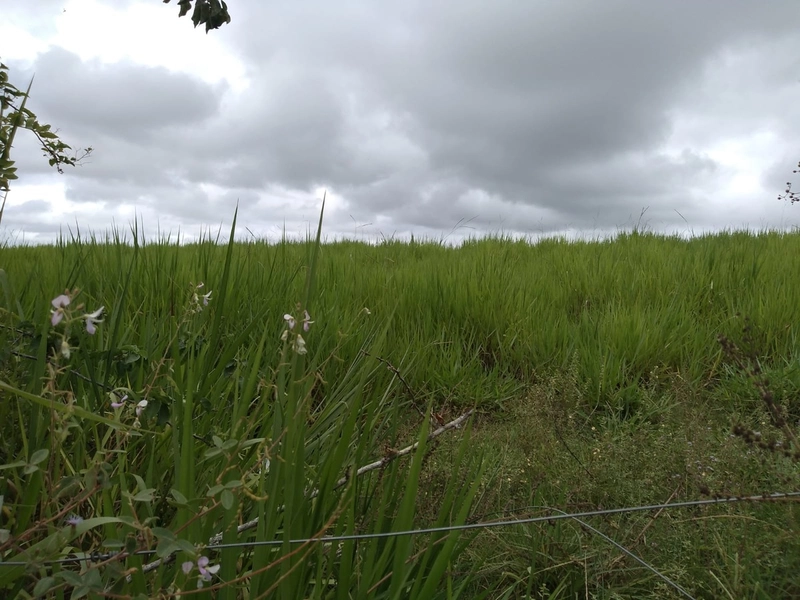 SEU SÍTIO PERTO DA CIDADE...: 12ª foto da galeria de imagens do imóvel