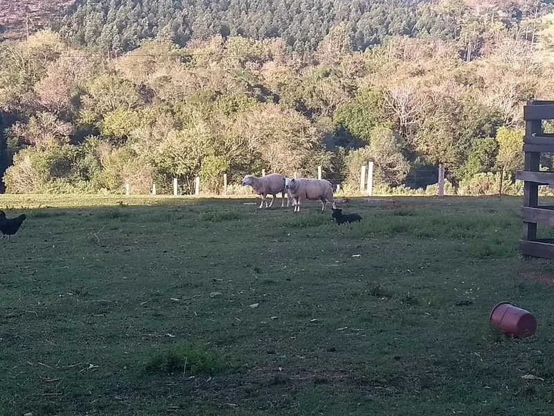 Chácara 03ha Inédita, 13km da cidade!: 4ª foto da galeria de imagens do imóvel