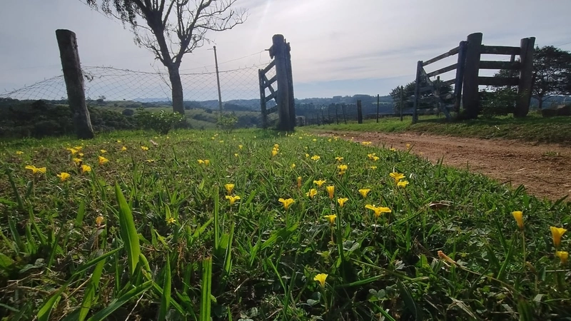 Chácara 45ha, estrutura diferencia.: 9ª foto da galeria de imagens do imóvel