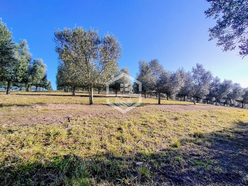 -59ha no interior de Sentinela do Sul-: 23ª foto da galeria de imagens do imóvel