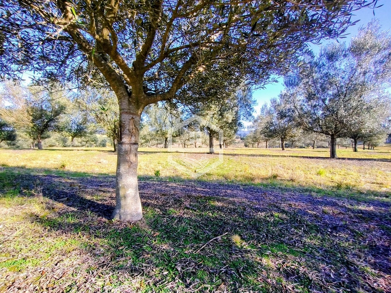 -59ha no interior de Sentinela do Sul-: 21ª foto da galeria de imagens do imóvel