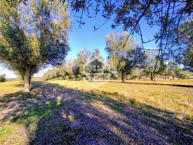 -59ha no interior de Sentinela do Sul-: 17ª foto da galeria de imagens do imóvel