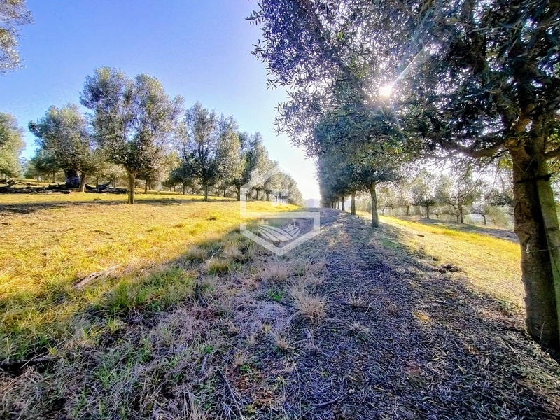 -59ha no interior de Sentinela do Sul-: 30ª foto da galeria de imagens do imóvel