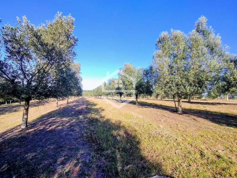 -59ha no interior de Sentinela do Sul-: 28ª foto da galeria de imagens do imóvel