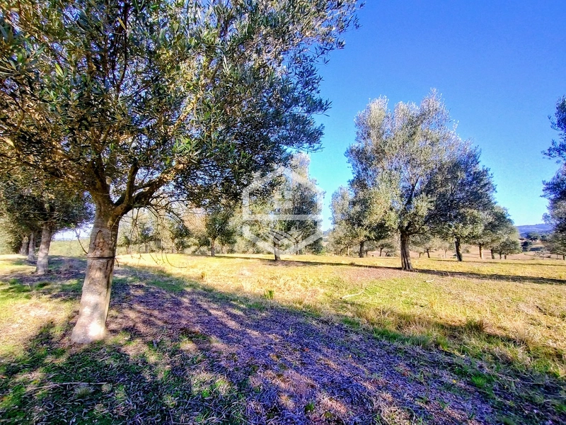 -59ha no interior de Sentinela do Sul-: 26ª foto da galeria de imagens do imóvel
