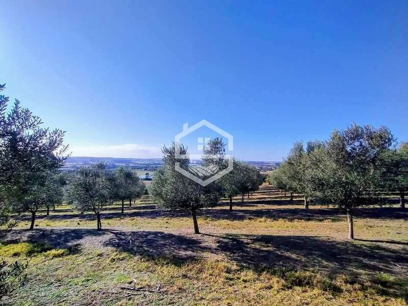 -59ha no interior de Sentinela do Sul-: 22ª foto da galeria de imagens do imóvel