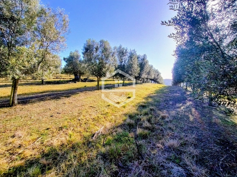 -59ha no interior de Sentinela do Sul-: 29ª foto da galeria de imagens do imóvel