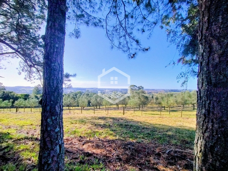 -59ha no interior de Sentinela do Sul-: 13ª foto da galeria de imagens do imóvel