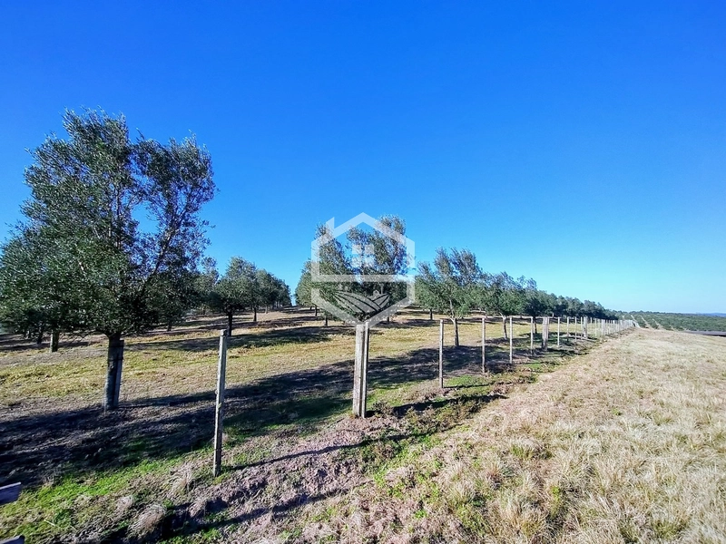 -59ha no interior de Sentinela do Sul-: 16ª foto da galeria de imagens do imóvel
