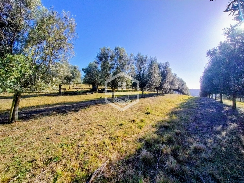 -59ha no interior de Sentinela do Sul-: 27ª foto da galeria de imagens do imóvel