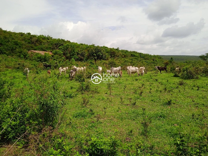 Fazenda de 2.200 hectares para café arábica e eucalipto – Pedra Azul/MG: 2ª foto da galeria de imagens do imóvel