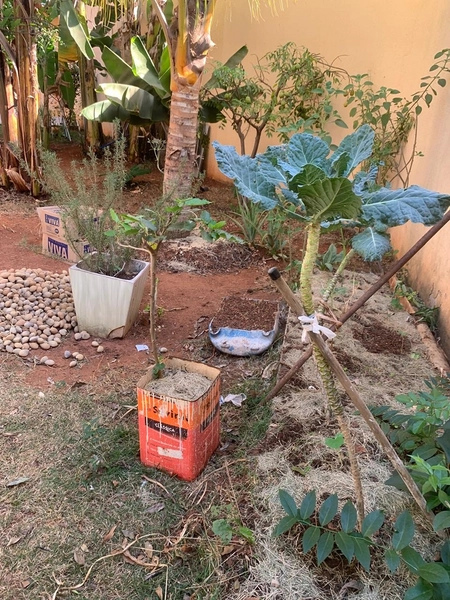 Casa em lote de 430,00m² 3/4 sendo 1 suíte e 6 vagas de garagem: 12ª foto da galeria de imagens do imóvel