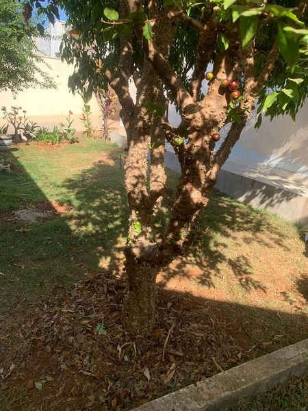 Casa em lote de 430,00m² 3/4 sendo 1 suíte e 6 vagas de garagem: 21ª foto da galeria de imagens do imóvel