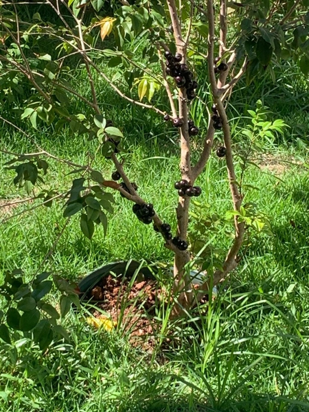 Casa à venda 3 Quartos, 3 Suites, 4 Vagas, 360M², Setor Três Marias, Goiânia - GO: 7ª foto da galeria de imagens do imóvel