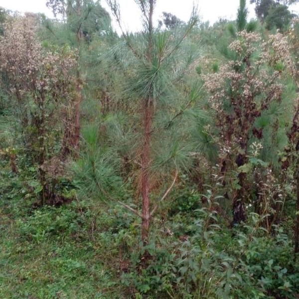 null: 9ª foto da galeria de imagens do imóvel