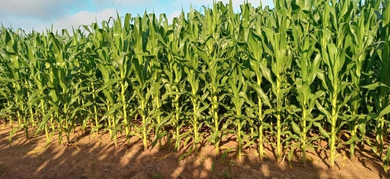 null: 11ª foto da galeria de imagens do imóvel