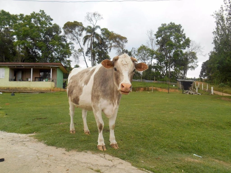 null: 26ª foto da galeria de imagens do imóvel